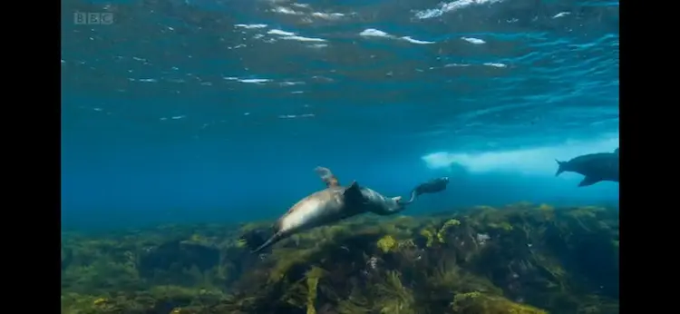 Galápagos sea lion (Zalophus wollebaeki) as shown in A Perfect Planet - Oceans